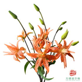 百合-虎皮宝宝 5枝一扎