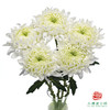 VDB单头小菊-白玉 5枝一扎 商品缩略图0