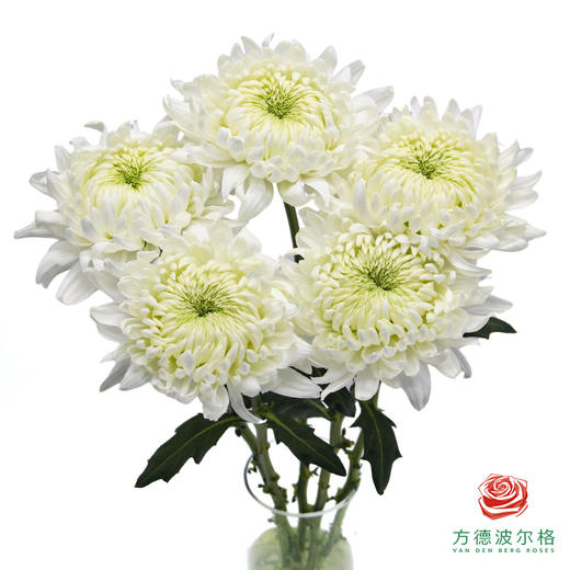 VDB单头小菊-白玉 5枝一扎 商品图0