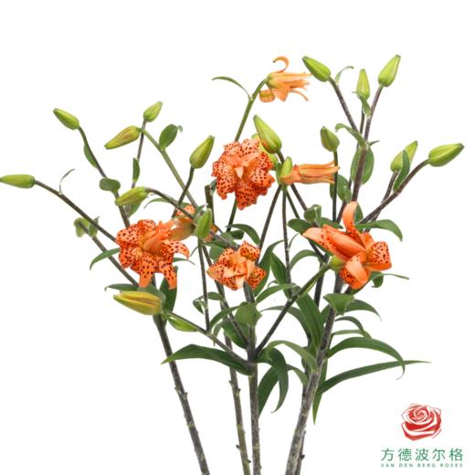 百合-虎皮宝宝 5枝一扎 商品图2