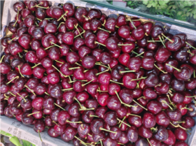 美早樱桃一斤