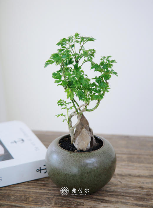 芹叶福绿桐 商品图0