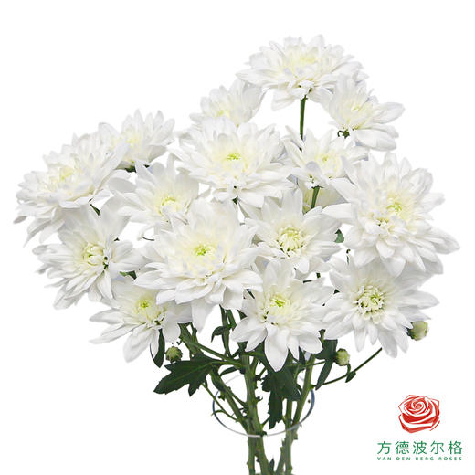 VDB多头小菊-椰子提卡 5枝一扎 商品图0