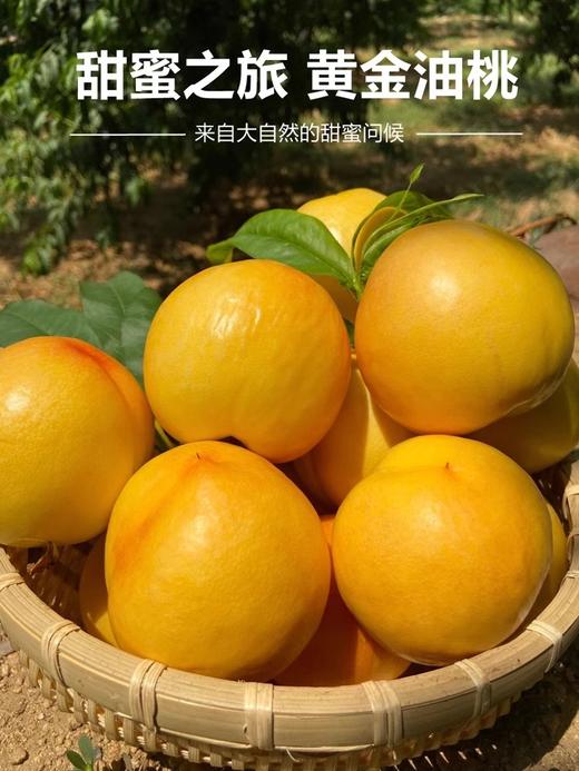 黄金油桃4.5-5斤13-18个彩箱装 商品图3