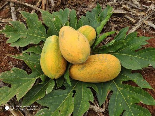 冰糖红心木瓜4.5-5斤/2-4个彩箱装 商品图1