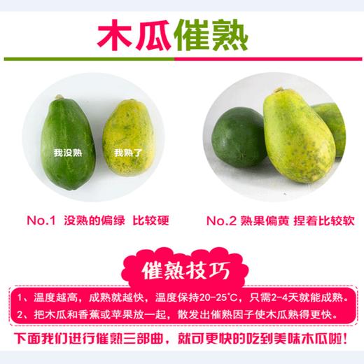 冰糖红心木瓜4.5-5斤/2-4个彩箱装 商品图5