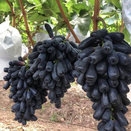 【蓝宝石•金手指黑提】EMS空运 脆爽可口 脆甜无核 无籽蓝宝石 美人指葡萄 黑加仑水果 3种规格任选 商品图12