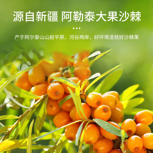 疆果乐|沙棘果汁【厂家直发】 商品图3