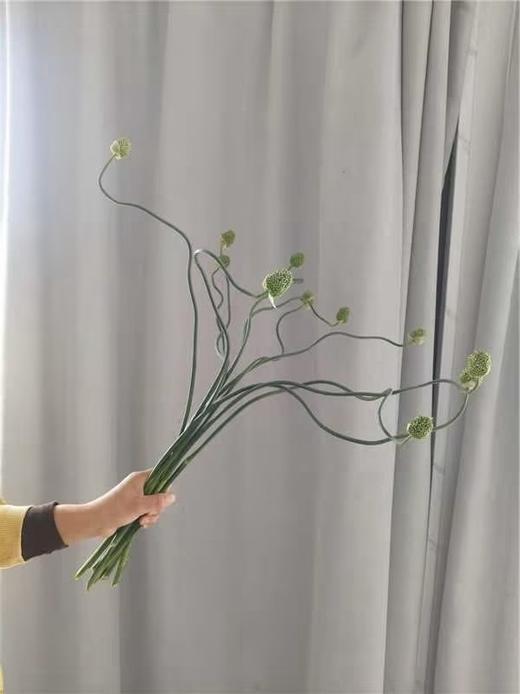 2月26日迷你弯葱-10支 商品图0