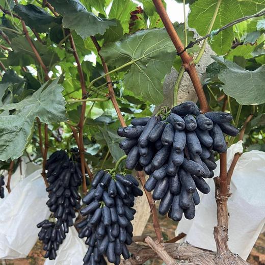 【蓝宝石•金手指黑提】EMS空运 脆爽可口 脆甜无核 无籽蓝宝石 美人指葡萄 黑加仑水果 3种规格任选 商品图10