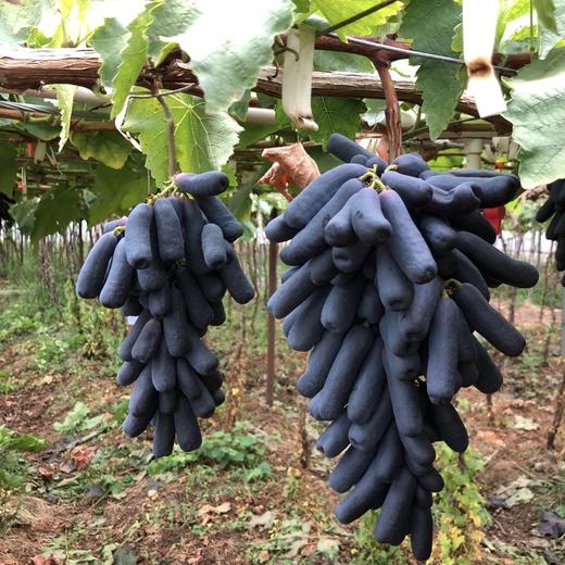 【蓝宝石•金手指黑提】EMS空运 脆爽可口 脆甜无核 无籽蓝宝石 美人指葡萄 黑加仑水果 3种规格任选 商品图6