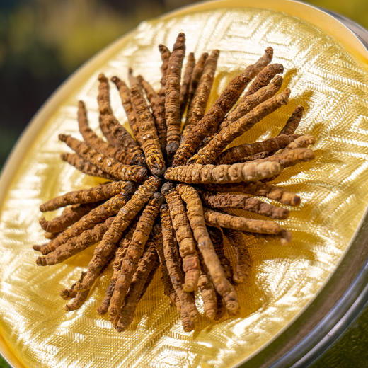 【冬虫夏草干货】新采新干 品质甄选 虫体饱满完整 干度好 纹理清晰可见 食用方法多样 10g/盒 商品图4