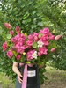 好运莲莲·花桶 商品缩略图1
