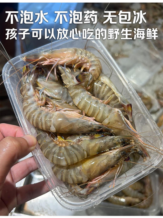 野生竹节虾 商品图4