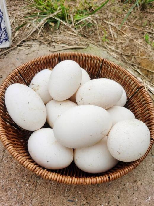 双黄大鹅蛋（6枚装） 商品图4