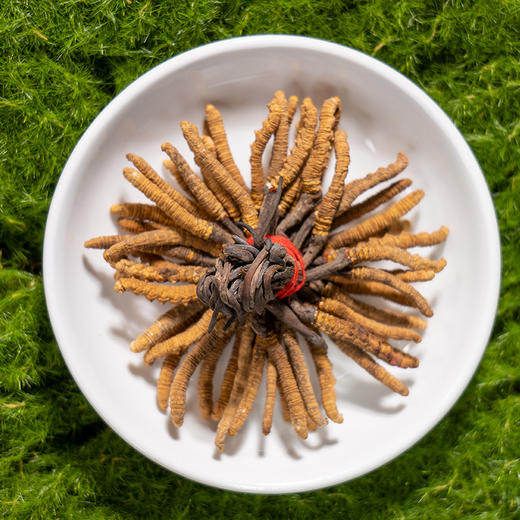 【冬虫夏草干货】新采新干 品质甄选 虫体饱满完整 干度好 纹理清晰可见 食用方法多样 10g/盒 商品图0