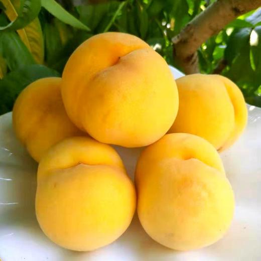 #基地直发#【严选】山东沂蒙黄金水蜜桃 精选品质甜糯黄毛桃 鲜甜水蜜桃新鲜水果 商品图0