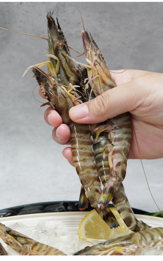 野生竹节虾 商品图2