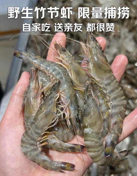 野生竹节虾 商品图1