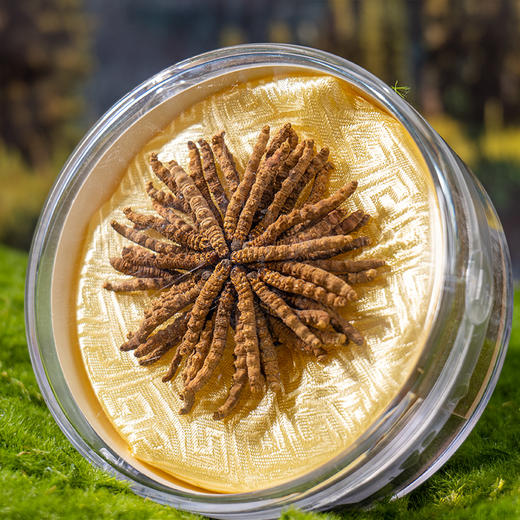 【冬虫夏草干货】新采新干 品质甄选 虫体饱满完整 干度好 纹理清晰可见 食用方法多样 10g/盒 商品图2