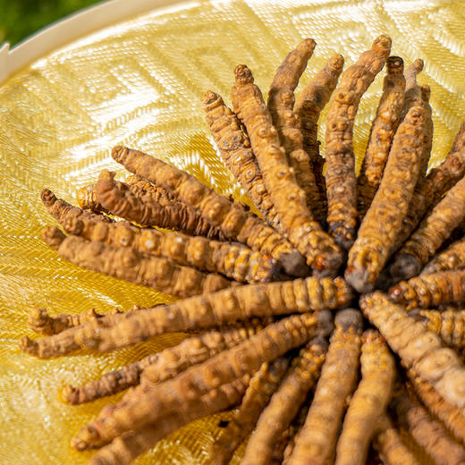 【冬虫夏草干货】新采新干 品质甄选 虫体饱满完整 干度好 纹理清晰可见 食用方法多样 10g/盒 商品图1