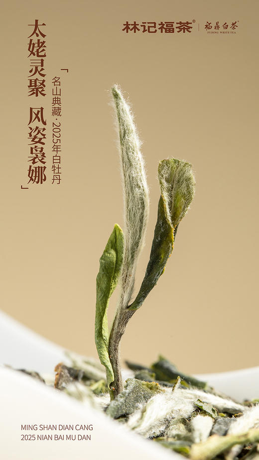 名山典藏·白牡丹2025·礼盒装80g(5g*2*8) 商品图7