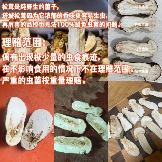 野生塔城松茸| 合作生产 * Wild Tacheng matsutake | Partner Production 商品图5