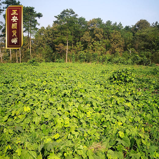 正安 有机野生葛根粉 湖北钟祥山道地产区 润燥好物 冲调羹品早餐代餐 7道工艺慢磨细滤 自然清香清凉滋润 250g/罐 商品图4
