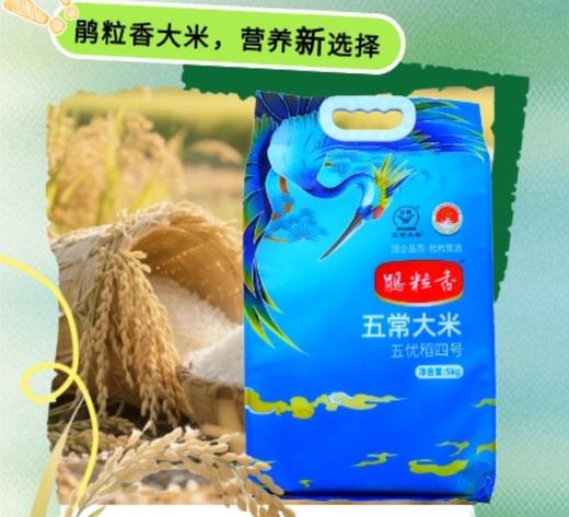 鹃粒香五常大米5kg 一件包邮【五优稻4号国企品质】 商品图3