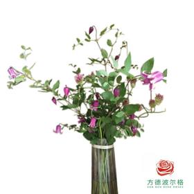 铁线莲 阿米莉亚