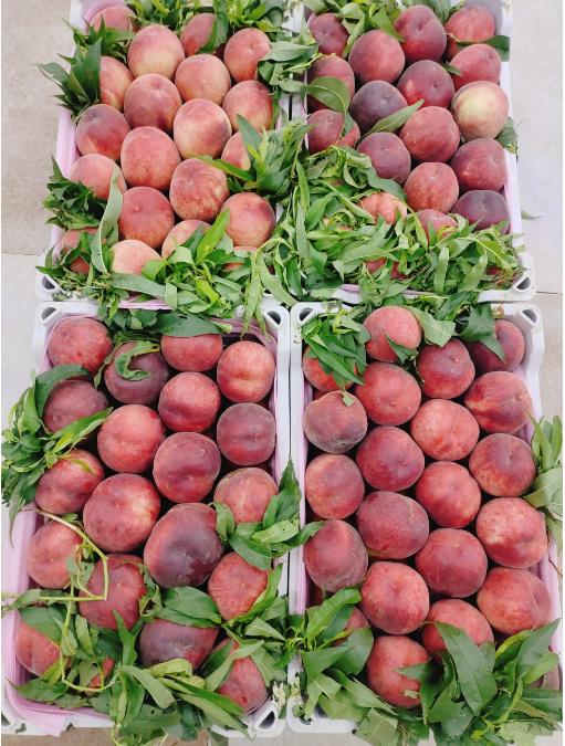 大众毛桃三斤 商品图1