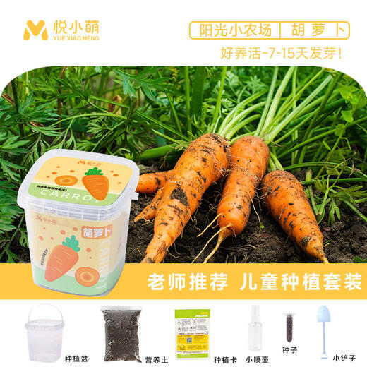 【科学种植❗植物生长观察盒】轻松种植好养活，让孩子感受生命的奇妙，提升动手能力，亲子互动，科学作业植物生长观察盒儿童种植迷你小盆栽幼儿园小学QQ 商品图14