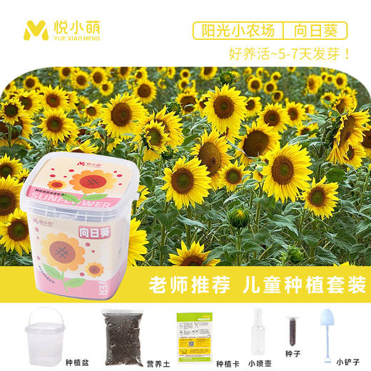 【科学种植❗植物生长观察盒】轻松种植好养活，让孩子感受生命的奇妙，提升动手能力，亲子互动，科学作业植物生长观察盒儿童种植迷你小盆栽幼儿园小学QQ 商品图6