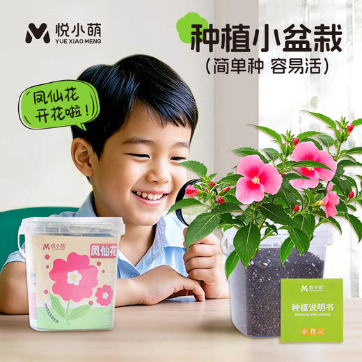 【科学种植❗植物生长观察盒】轻松种植好养活，让孩子感受生命的奇妙，提升动手能力，亲子互动，科学作业植物生长观察盒儿童种植迷你小盆栽幼儿园小学QQ 商品图1