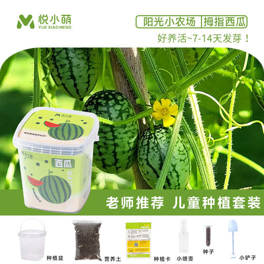 【科学种植❗植物生长观察盒】轻松种植好养活，让孩子感受生命的奇妙，提升动手能力，亲子互动，科学作业植物生长观察盒儿童种植迷你小盆栽幼儿园小学QQ 商品图10