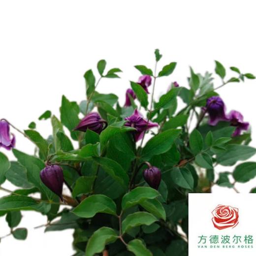 铁线莲 阿米莉亚 商品图1