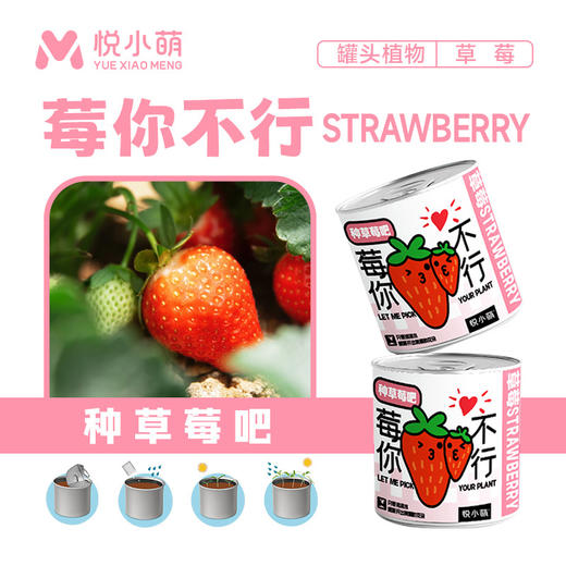 【2罐更划算❗绿植桌面罐头】网红办公室绿植桌面，易种易养活，体验植物生长乐趣，罐头植物幸运草向日葵种子儿童种植迷你小盆栽QQ 商品图3