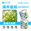 【2罐更划算❗绿植桌面罐头】网红办公室绿植桌面，易种易养活，体验植物生长乐趣，罐头植物幸运草向日葵种子儿童种植迷你小盆栽QQ 商品缩略图12