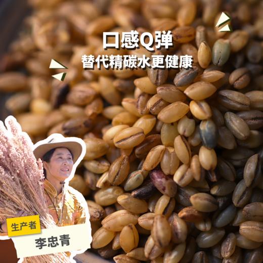 生态黑青稞米（糙米） | 合作生产*Eco-Black barley rice | Coproduction 商品图0