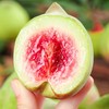 鹰嘴桃 约1000g/份 商品缩略图3