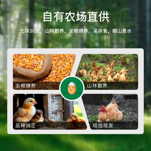阿林甄选山林散养新鲜土鸡蛋50枚 商品图3