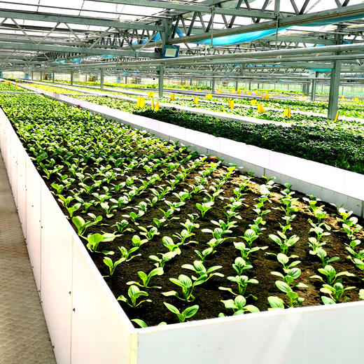 暑期搭档 有机蔬菜礼盒 4斤装（原价78元，限时折扣） 商品图4