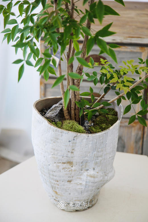 南天竹 商品图2