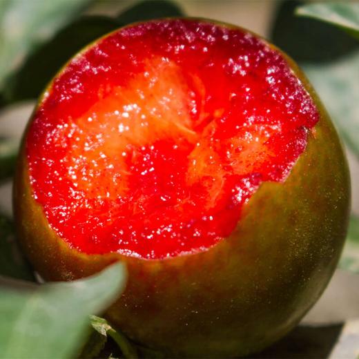 【双11活动】新疆味帝恐龙蛋 轻咬一口 汁水四溢新疆发货 商品图5