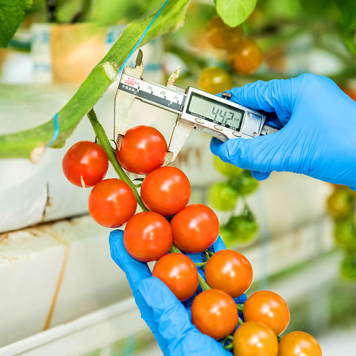 暑期搭档 有机蔬菜礼盒 4斤装（原价78元，限时折扣） 商品图5