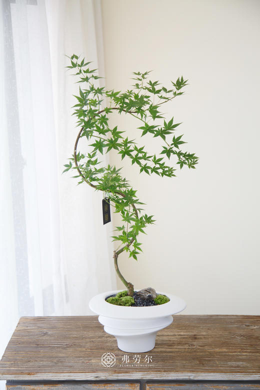 白盆流泉枫 商品图0