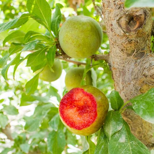 【双11活动】新疆味帝恐龙蛋 轻咬一口 汁水四溢新疆发货 商品图4