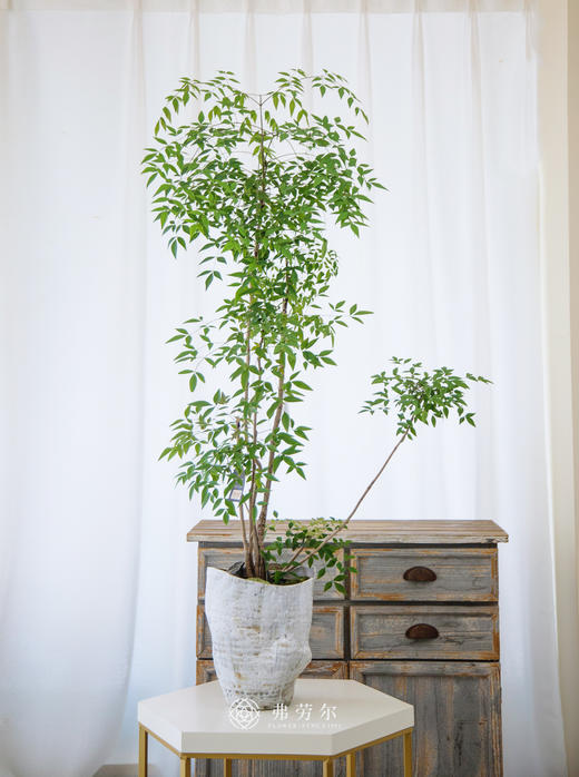 南天竹 商品图0