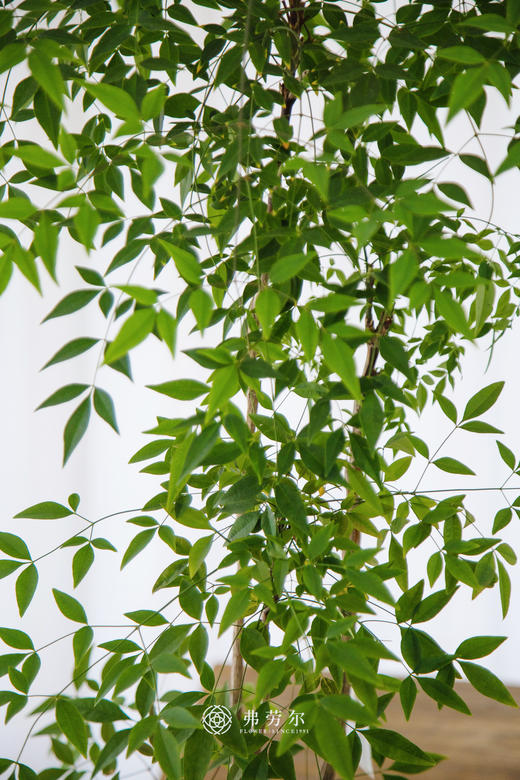 南天竹 商品图1