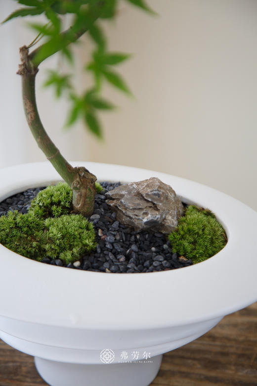 白盆流泉枫 商品图2